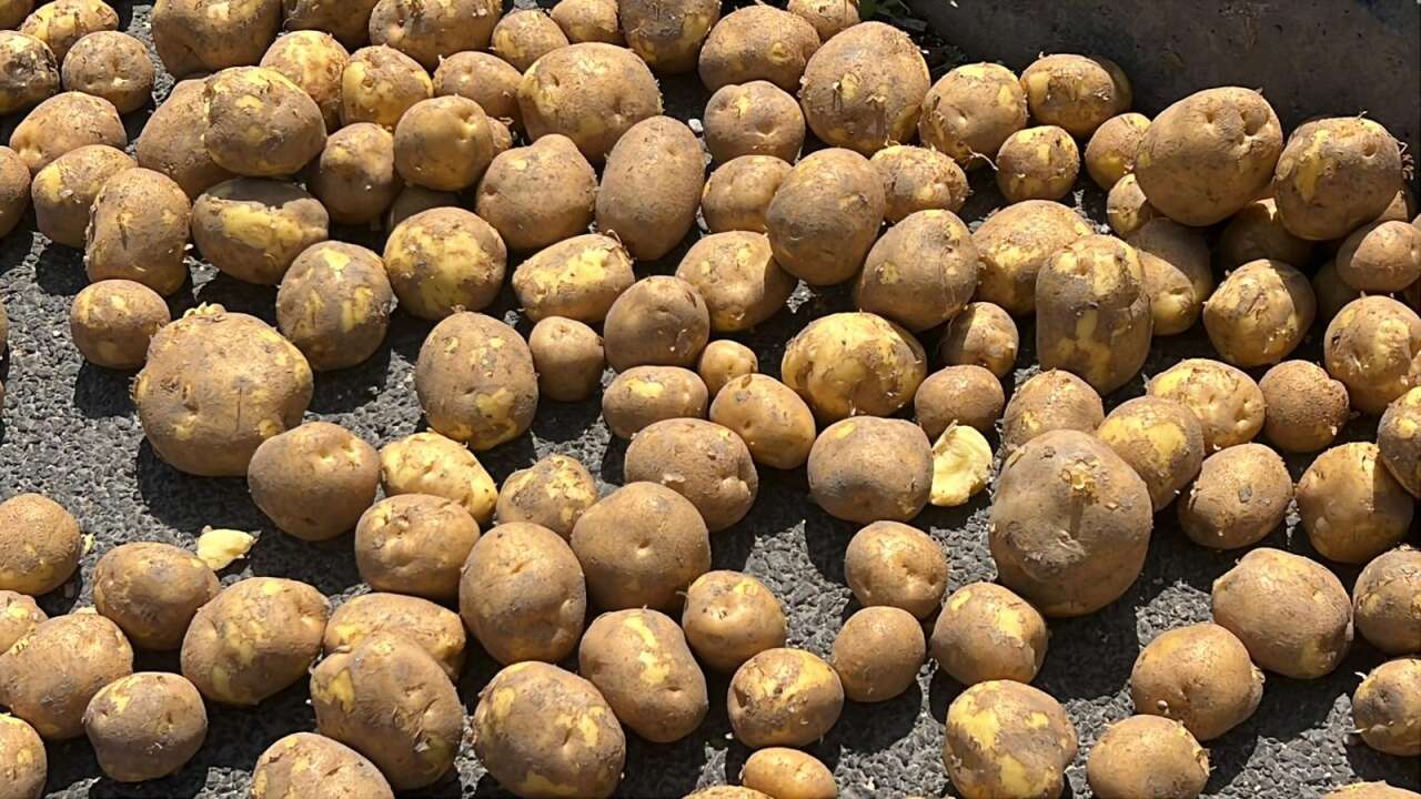 TIR’daki 1 ton patates yola döküldü! Şoföre ceza yağdı 7